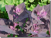 Garden Orach can be reddish in color