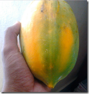 Ripening Papaya fruit turns from green to orangish-yellow