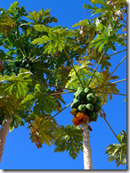 Papaya fruit hanging from a tree