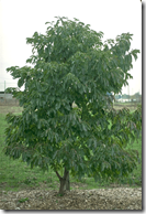 Persimmon tree