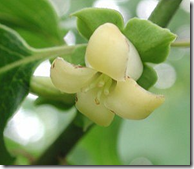 Persimmon tree flower