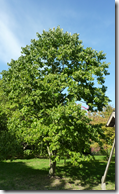 Persimmon tree