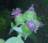 The burr-like flower clusters of the Burdock plant