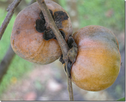 Ripe Persimmon fruit