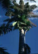 Burl Palm (or Cabbage Palm) (Corypha elata or Corypha utan)