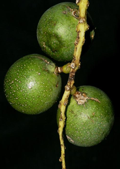 Burl Palm nuts