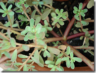 Purslane spreading plant