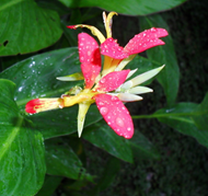 Canna Lily flower