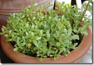 Cultivated Purslane in a pot