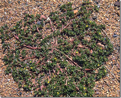 Large (radius) Purslane plant