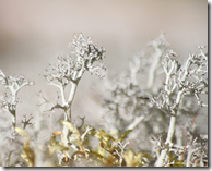 Close-up view of Reindeer Moss
