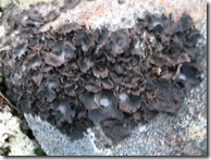 Remember that some lichens or toxic so apply the universal edibility test before eating any lichen
