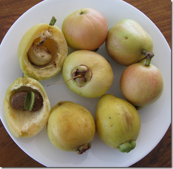 Rose apple - edible wild plant - how to find, identify, prepare, and other uses for survival. 7 image thumb788