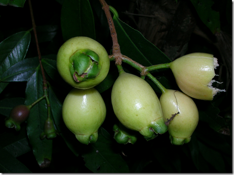 Rose apple - edible wild plant - how to find, identify, prepare, and other uses for survival. 6 image thumb789