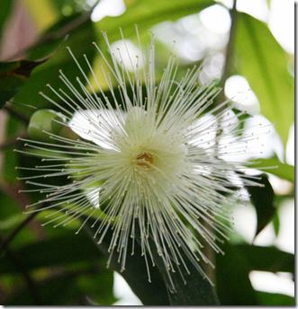 Rose apple - edible wild plant - how to find, identify, prepare, and other uses for survival. 5 image thumb790