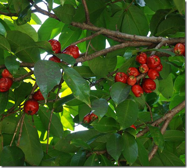 Rose apple - edible wild plant - how to find, identify, prepare, and other uses for survival. 3 image thumb791