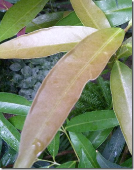 Rose apple - edible wild plant - how to find, identify, prepare, and other uses for survival. 4 image thumb792
