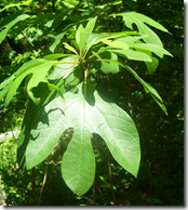 Sassafras tree leaves (one shape of three possible shapes)