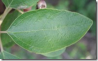 A Sassafras tree leaf (one of three possible shapes)