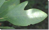 A Sassafras tree leaf (one of three possible shapes)