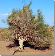 Saxaul tree