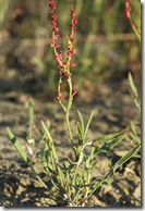 Sheep sorrel (Sour Weed)