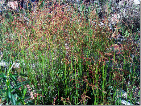 Cluster of Sheep sorrel plants