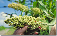 Sorghum grain