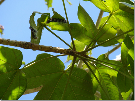 Wild Almond Tree leaves grouped at the end of a branch