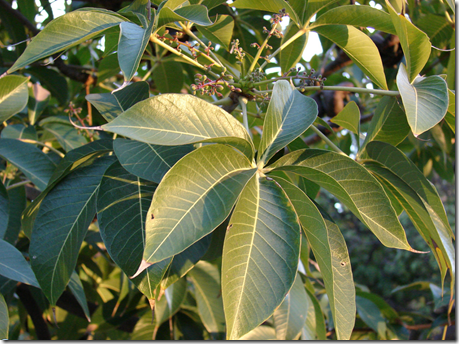 Wild Almond Tree group of leaves