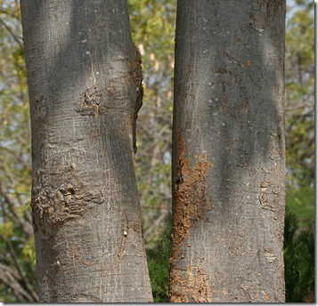 Wild Almond Tree is grayish brown and smooth