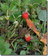 Strawberry fruit growing in the wild