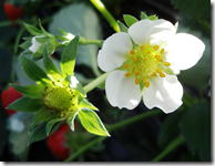 Only eat strawberry plants with white flowers