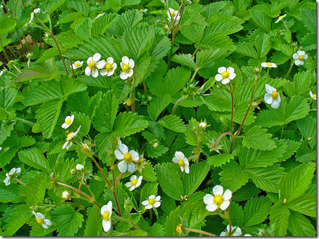 Strawberry - edible wild plant - how to find, identify, prepare, and other uses for survival. 1 Patch of Strawberry plants showing leaves and white flowers
