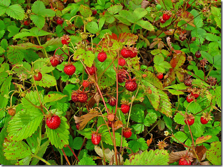 Patch of strawberries on a Strawberry plant