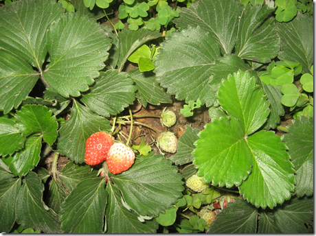 Three-leafed Strawberry plant with unripe and ripening strawberries