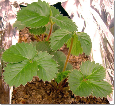 Three leafed Strawberry plant leaves