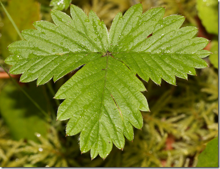 Strawberry plant leaf showing teeth growing shorter towards the tip