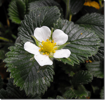 Strawberry plant leaves and flower