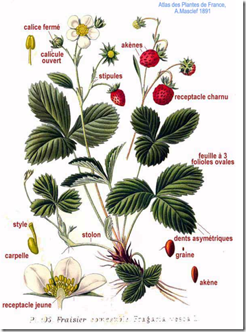 Color drawing of a Strawberry plant illustrating leaves, fruit, and flowers