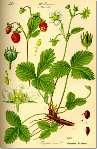 Color drawing of a Strawberry plant illustrating the plant