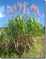 Cluster of Sugarcane plants