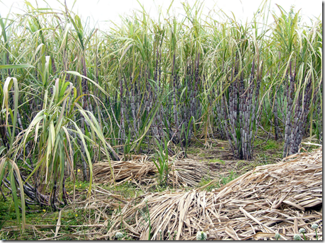 Sugarcane plants in a field