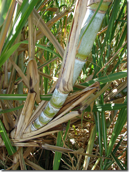 Sugarcane stem showing straight, segmented stem