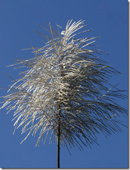 Sugarcane flower