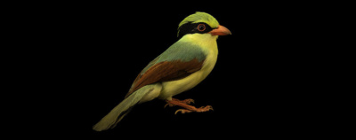 Indochinese green magpie bird