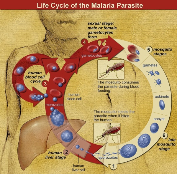 Infographic showing the life cycle of the Malaria parasite