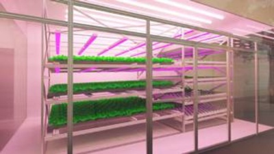 Microgreen food production system