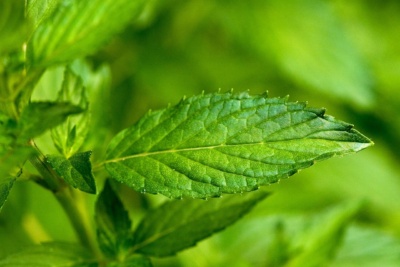 Mint plant leaf - Mentha piperita