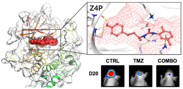 Researchers announce a "major breakthrough" in the curing of brain tumors using a specially constructed molecule that causes cancer cells to self-destruct. 2 Molecule Z4P inhibits mechanisms that regulate protein production in a cancer cell